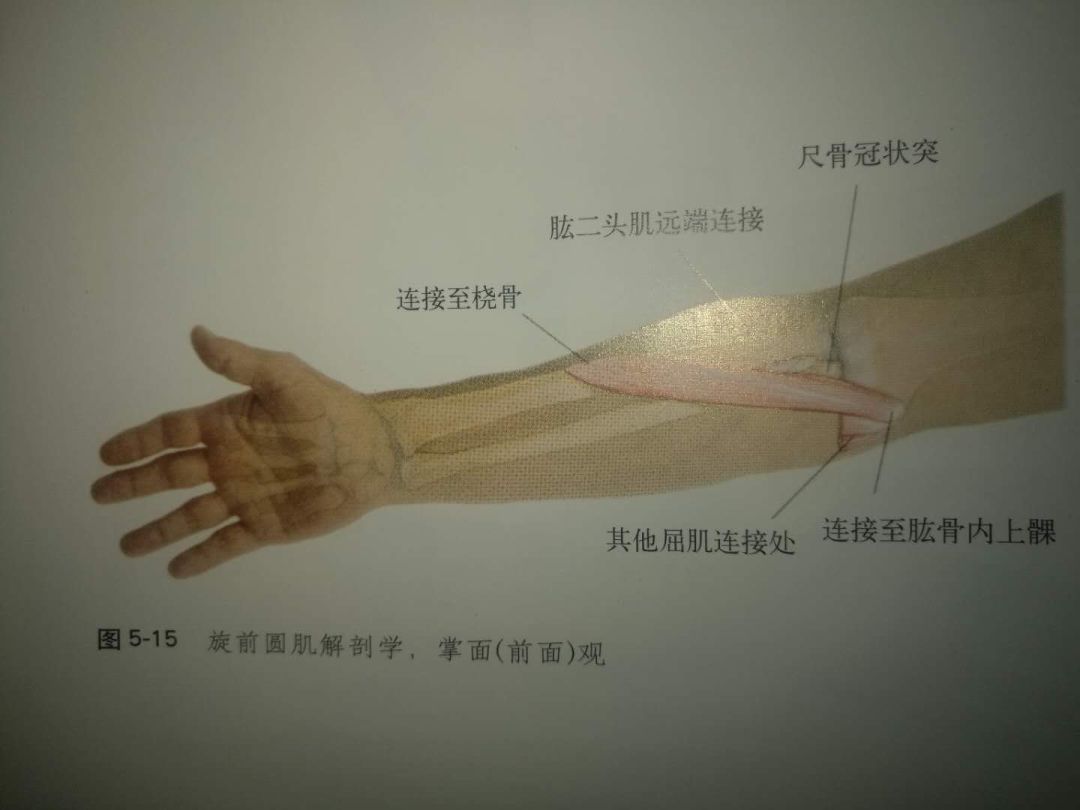 图4-11 远侧排腕骨-外科学-医学