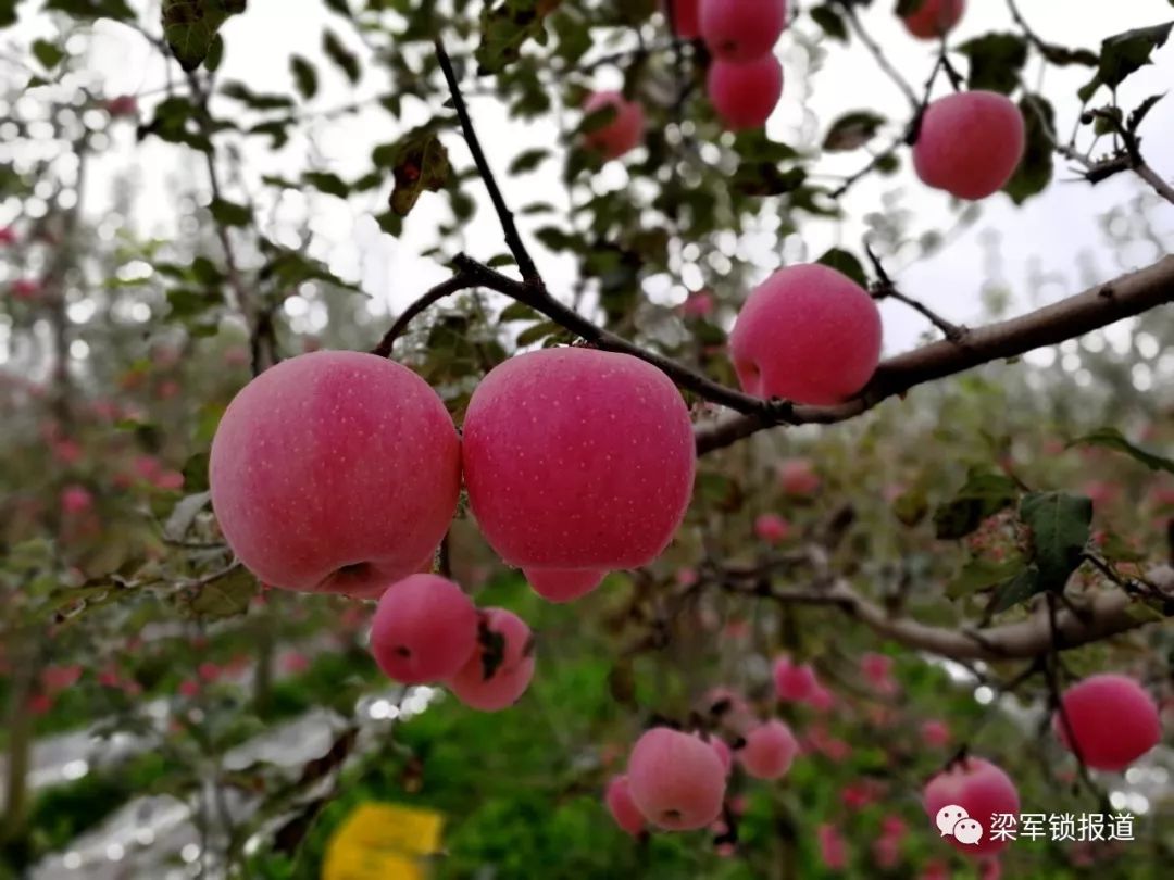 我国苹果的核心优质产区在哪里?