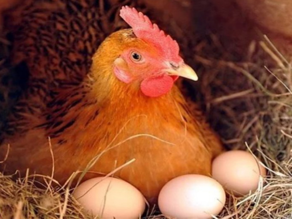 鸡孵蛋图片大全-鸡孵蛋高清图片下载-觅知网