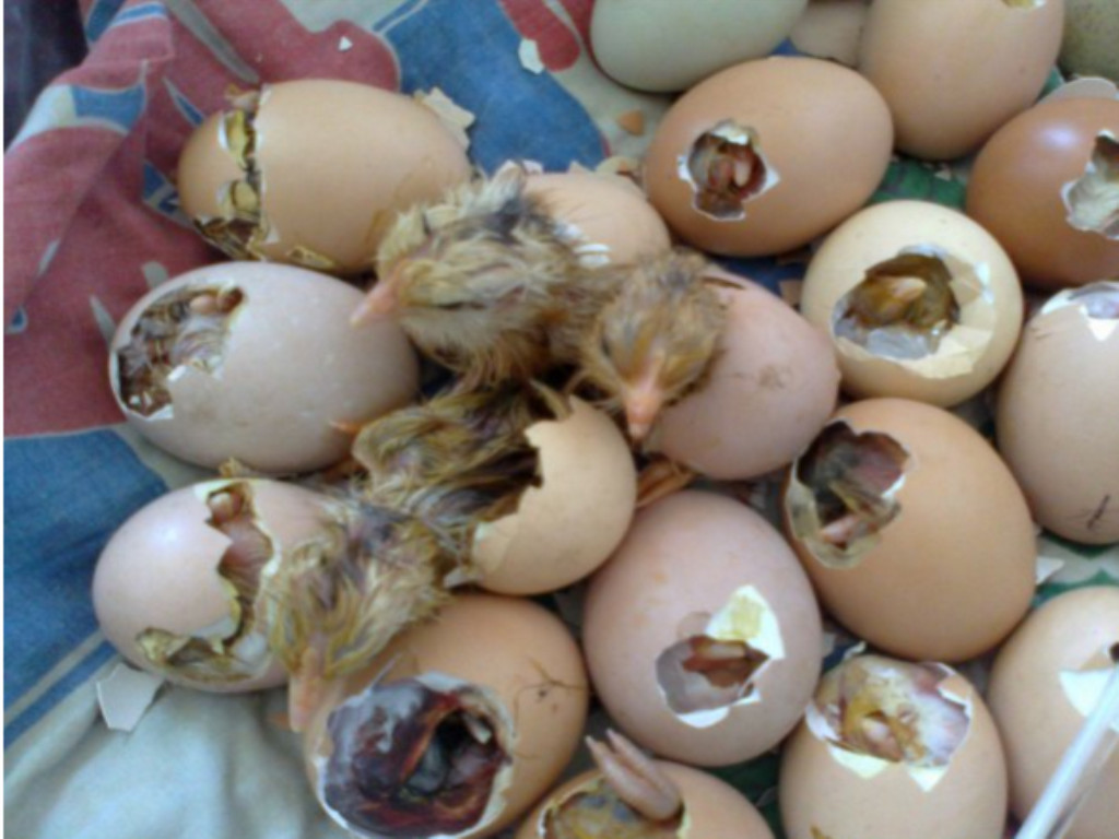 你知道抱窝的母鸡为什么很凶?刚孵出的小鸡怎样辨别公母?