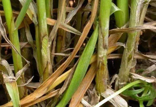 小麦病害大预测,来年谨防小麦赤霉病是关键!
