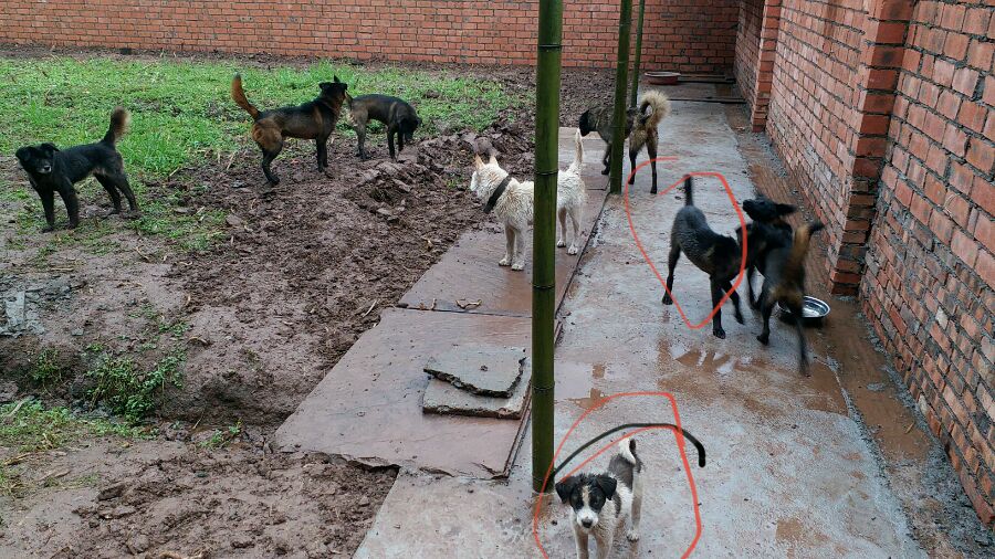 原創
            漢獻帝西征使用的軍犬，如今成為原生猛犬，遊蕩在絲綢之路一帶 寵物 第3張