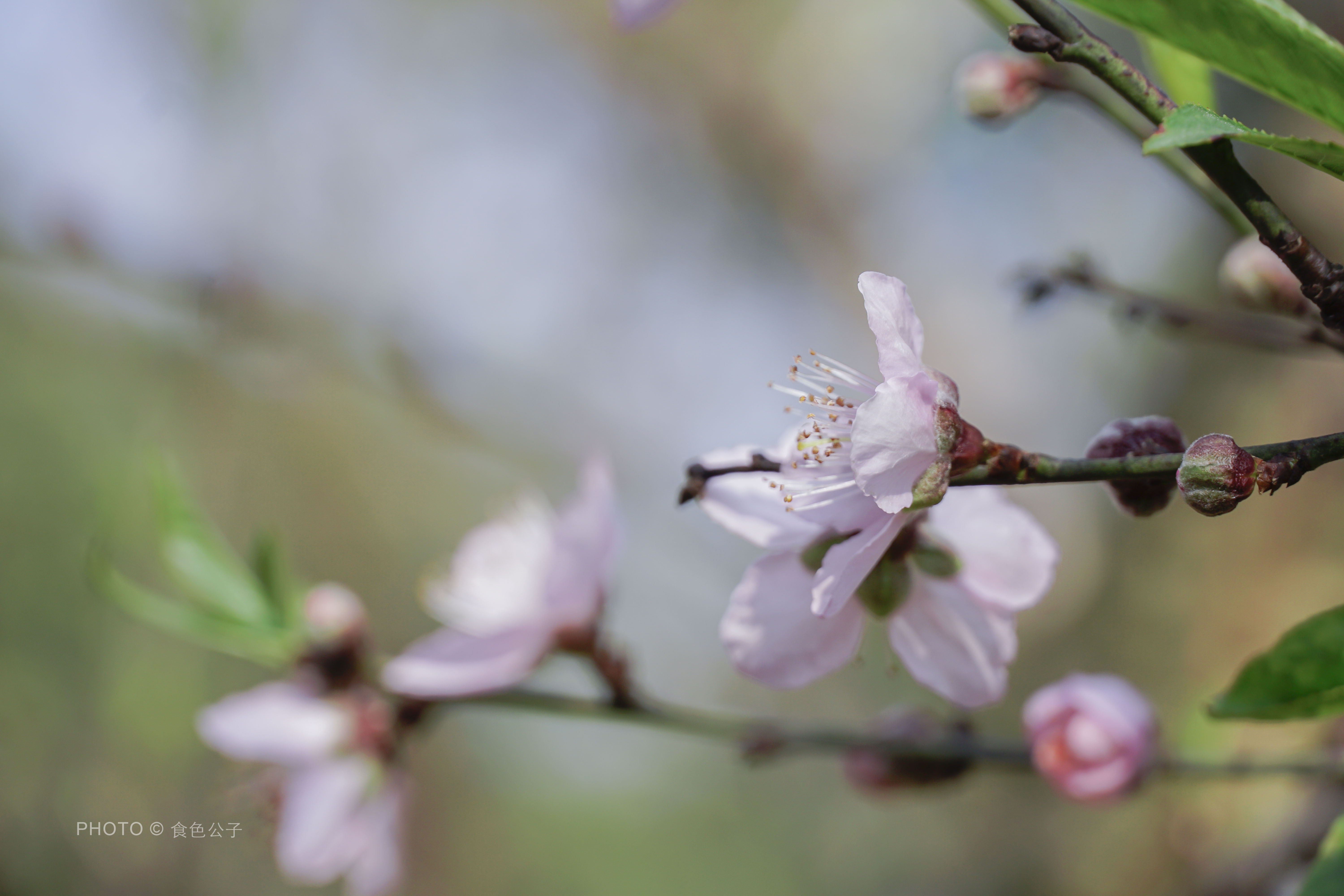 原創
            春節自駕佛山西樵山，春遊賞花祈福看舞獅行大運 旅遊 第11張