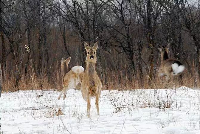 在大东北,总会听人说"内傻狍子在雪地里一逮一个准儿.