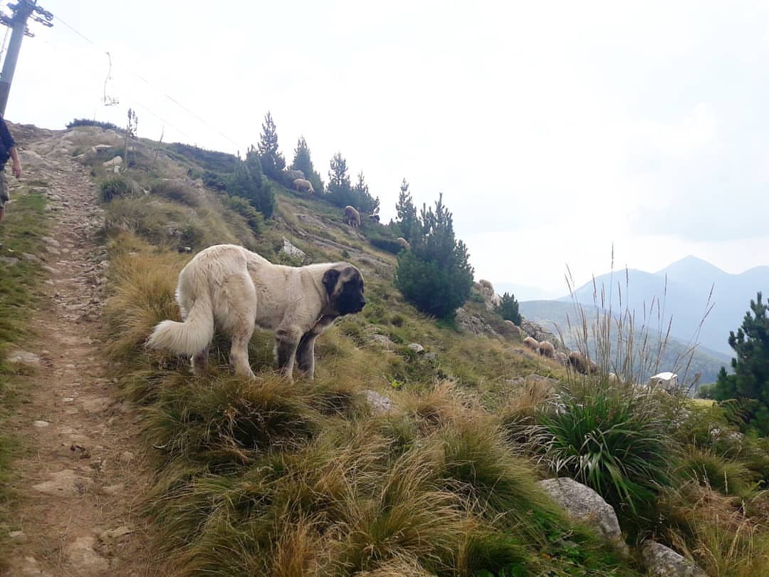 原創
            漢獻帝西征使用的軍犬，如今成為原生猛犬，遊蕩在絲綢之路一帶 寵物 第2張