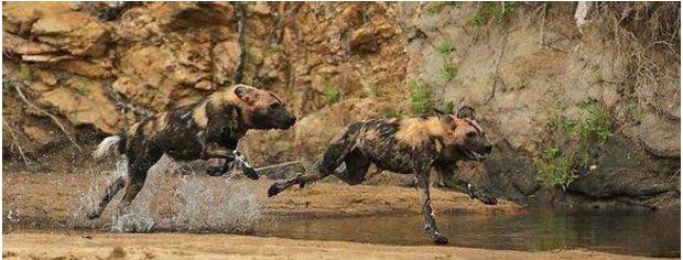 角馬深陷泥潭，被4只鬣狗硬拖上岸強行掏肛，同類的舉措讓人震憤 未分類 第5張