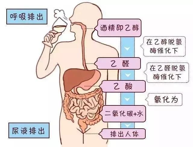 酒精在人体内的分解过程|资料图