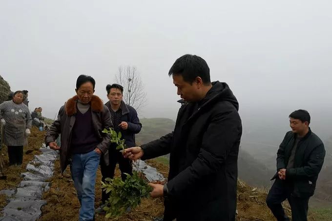 县委副书记何旭到玉龙坝镇调研茶叶种植