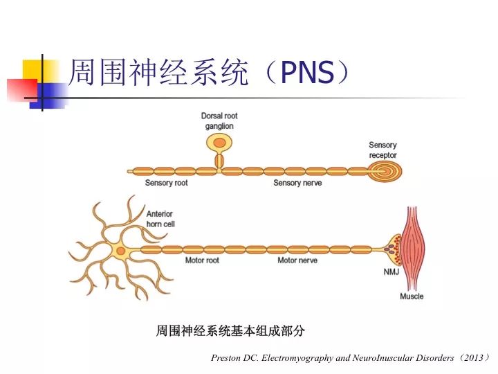 肌电图常识和应用基础