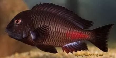 sp红色未定型蝴蝶tropheus sp "red" chipimbi 红腿蝴蝶(赤平比)