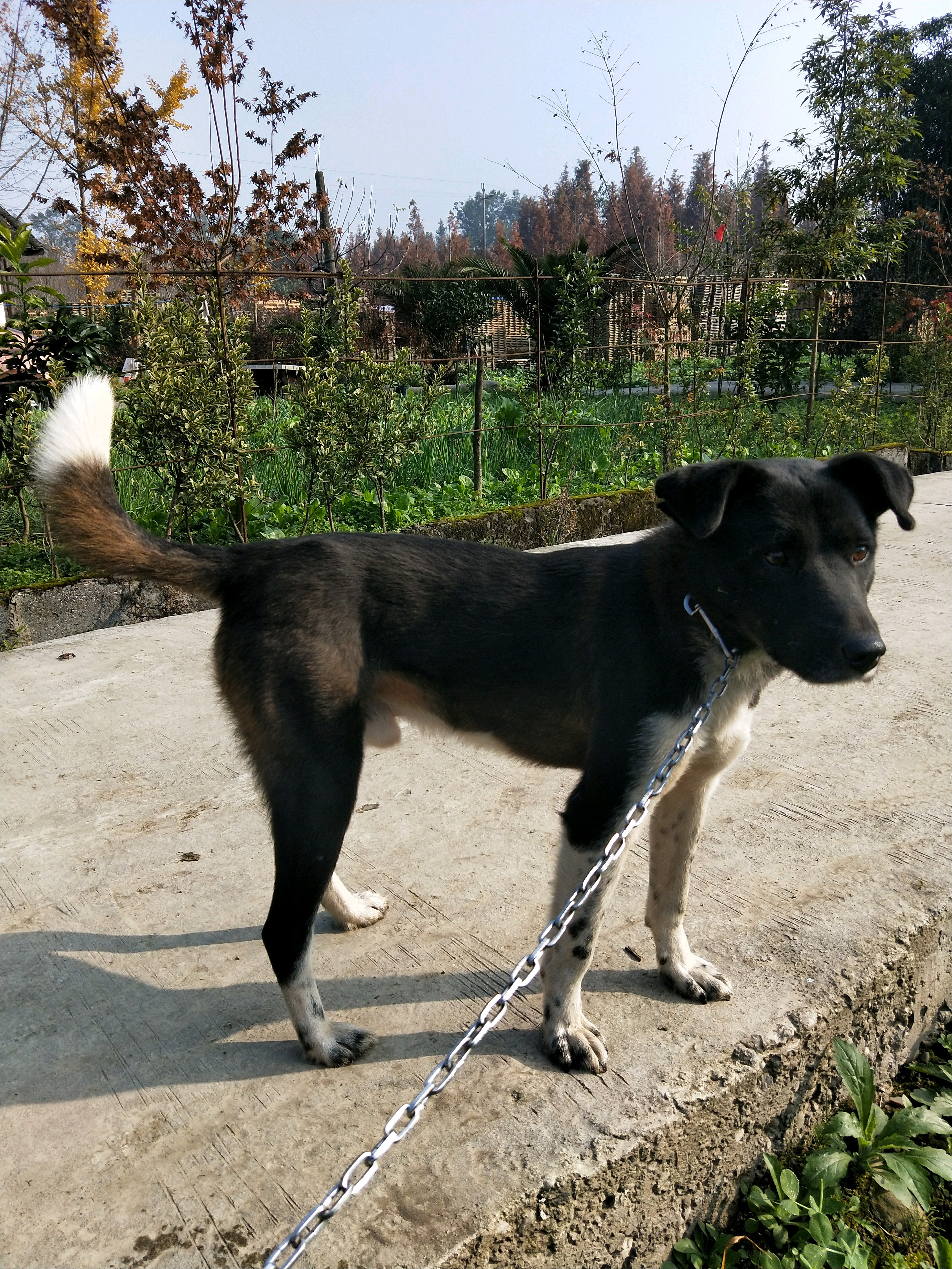 原創
            漢獻帝西征使用的軍犬，如今成為原生猛犬，遊蕩在絲綢之路一帶 寵物 第5張