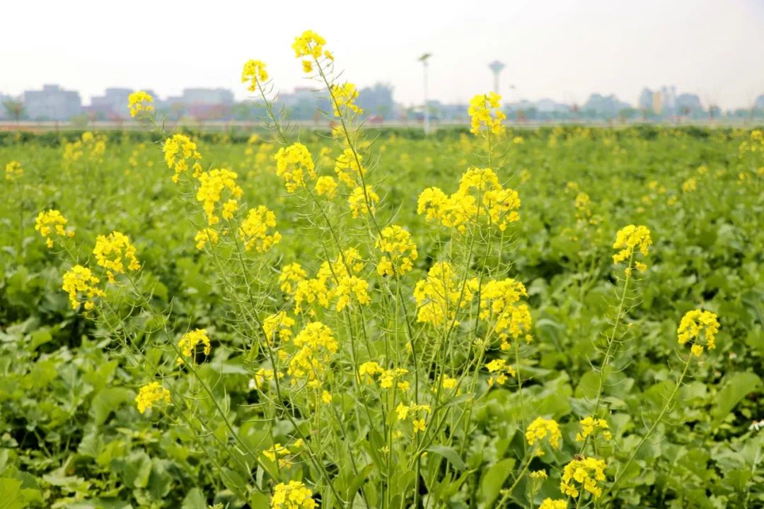 2019年港北区第三届油菜花旅游节今天开幕啦