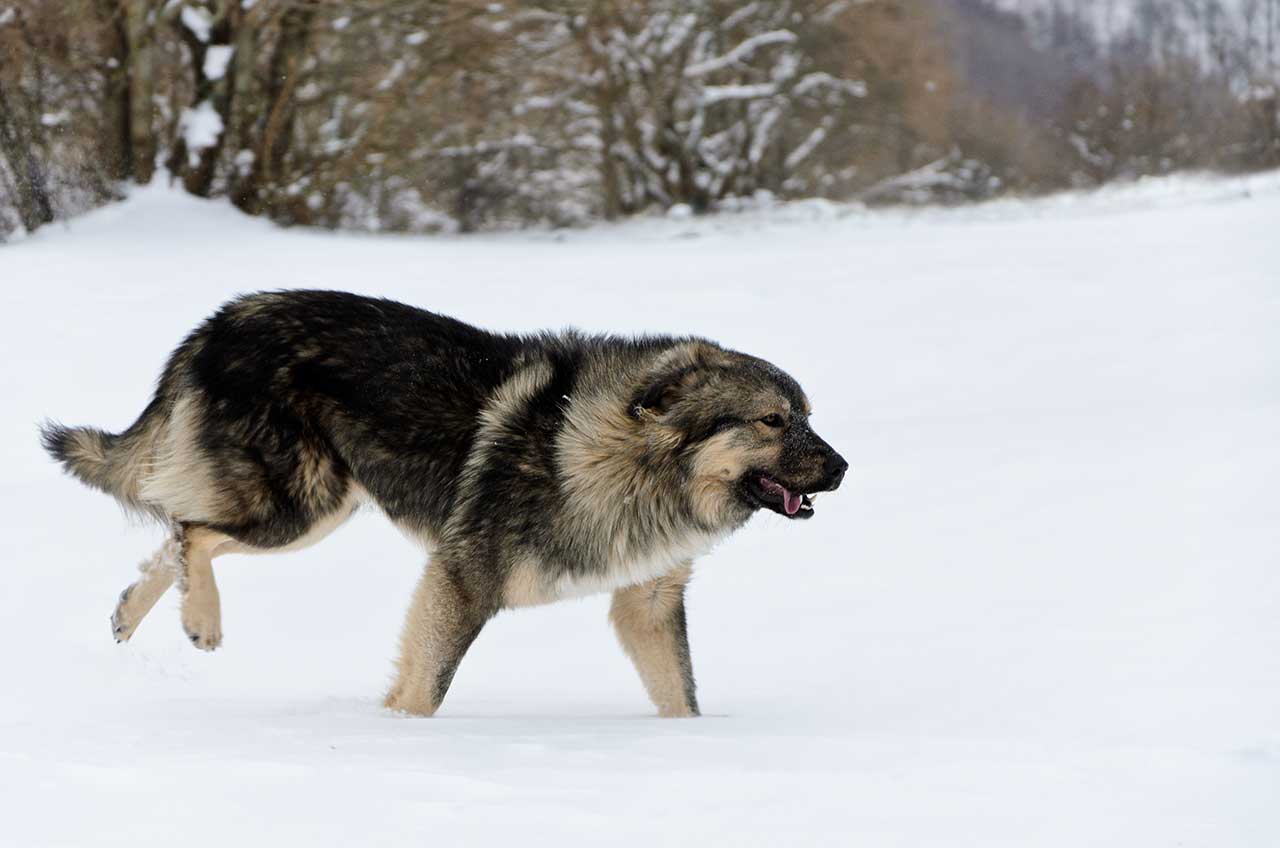 原創
            漢獻帝西征使用的軍犬，如今成為原生猛犬，遊蕩在絲綢之路一帶 未分類 第1張