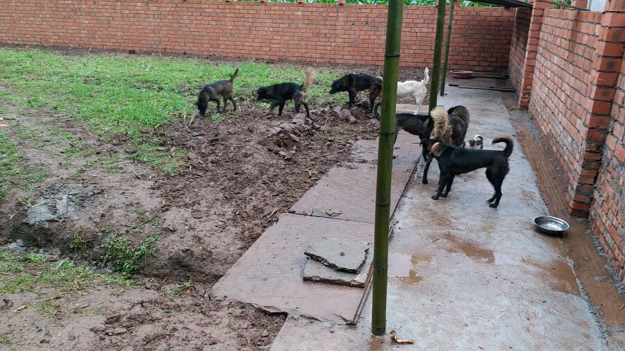 原創
            漢獻帝西征使用的軍犬，如今成為原生猛犬，遊蕩在絲綢之路一帶 寵物 第4張