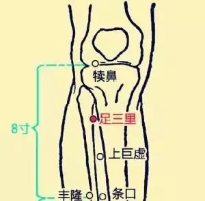 足三里:增强脾胃的运化生血能力,脾胃差,体虚必灸!