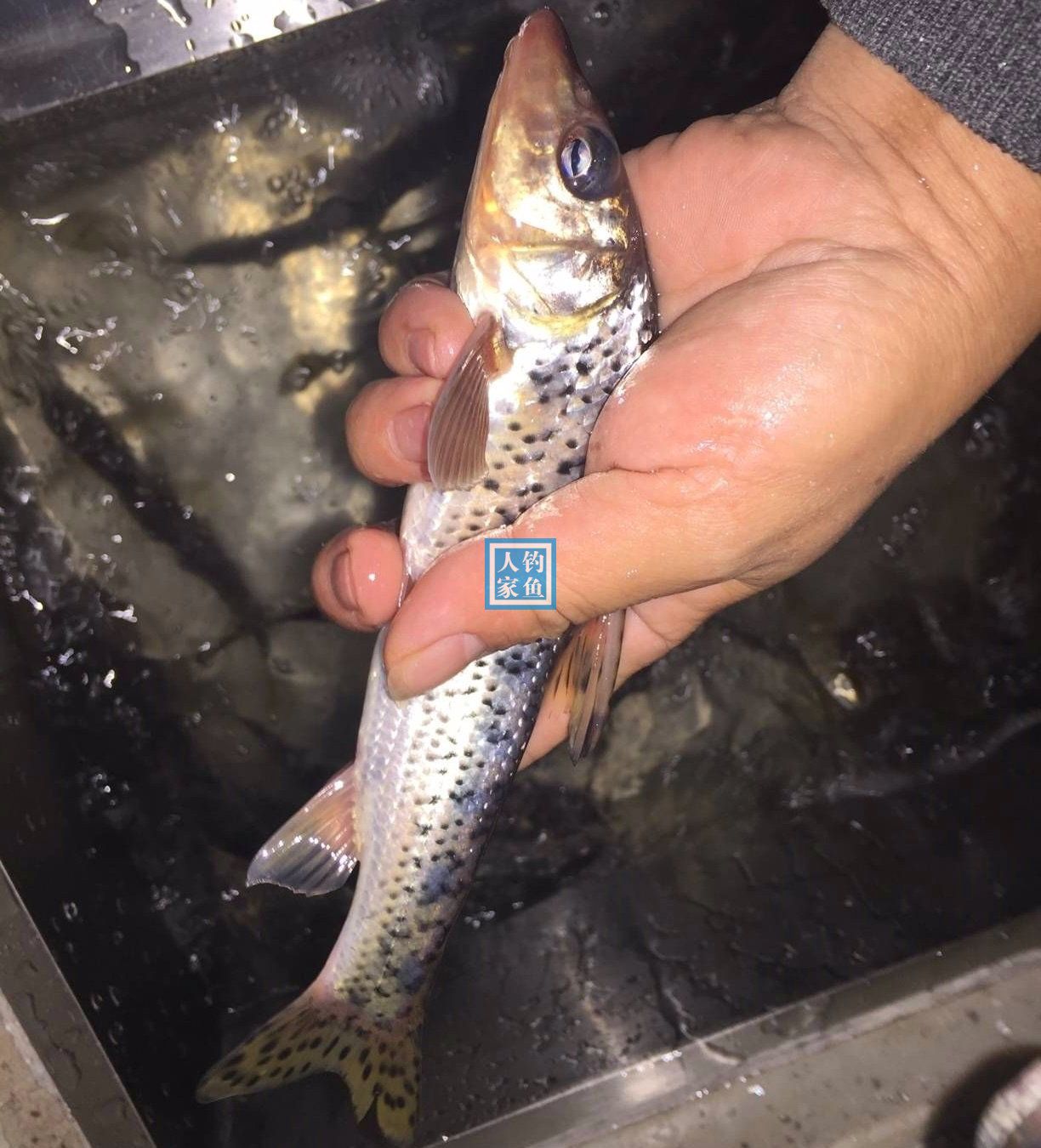 山溪入水口,探钓百元一斤的花骨鱼,收获满满一盆野生极品花骨鱼