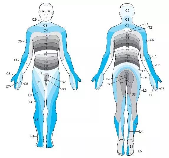 【超全】全身神经支配与分布,神经丛详解,神经松动术详解