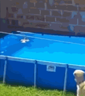 一只鸽子落在了泳池里，金毛狗狗冲泳池救援