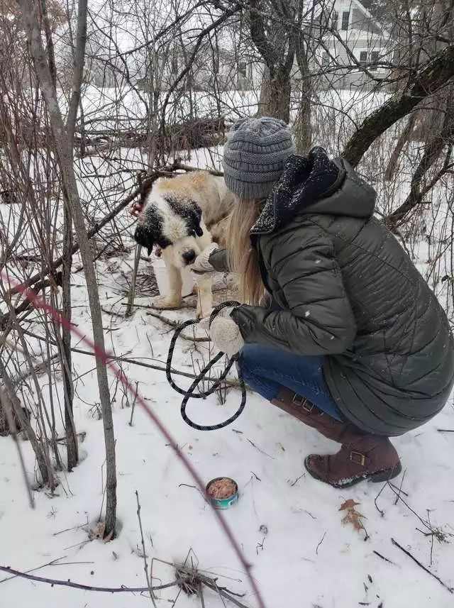 高齡老狗被困雪地里，兩個星期後竟奇跡生還…… 寵物 第4張