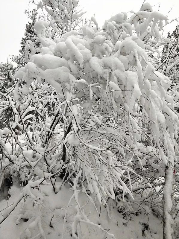 皓然一色 小编又看到了不一样的雪景 这还是小编认识的那个青屏山吗