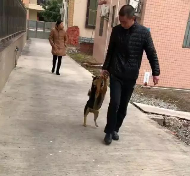 田园犬跑出家门放飞自我,被主人拉着前腿捉回家,再也不敢了