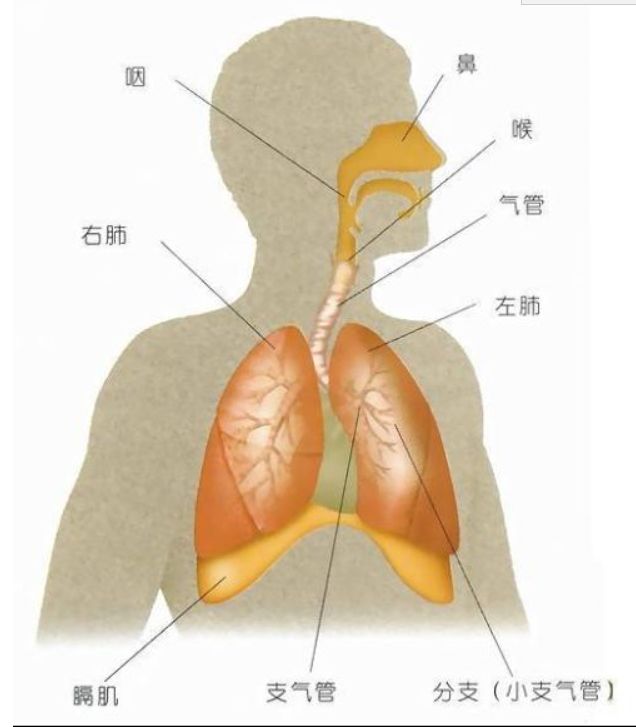 呼吸系统的组成