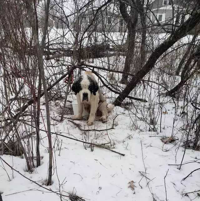 高齡老狗被困雪地里，兩個星期後竟奇跡生還…… 寵物 第3張