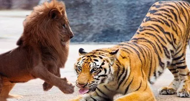 獅子與老虎，對比一下就知道它們的差距有多大！ 未分類 第5張