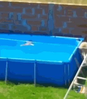 一只鸽子落在了泳池里，金毛狗狗冲泳池救援