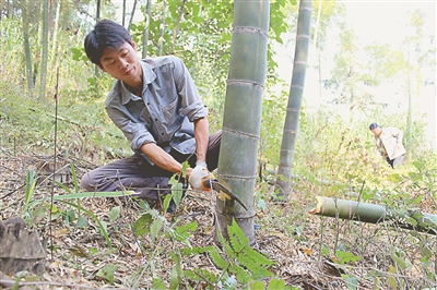 汪学东上山砍搭建菇棚所需的竹子.图片来源:党员生活网