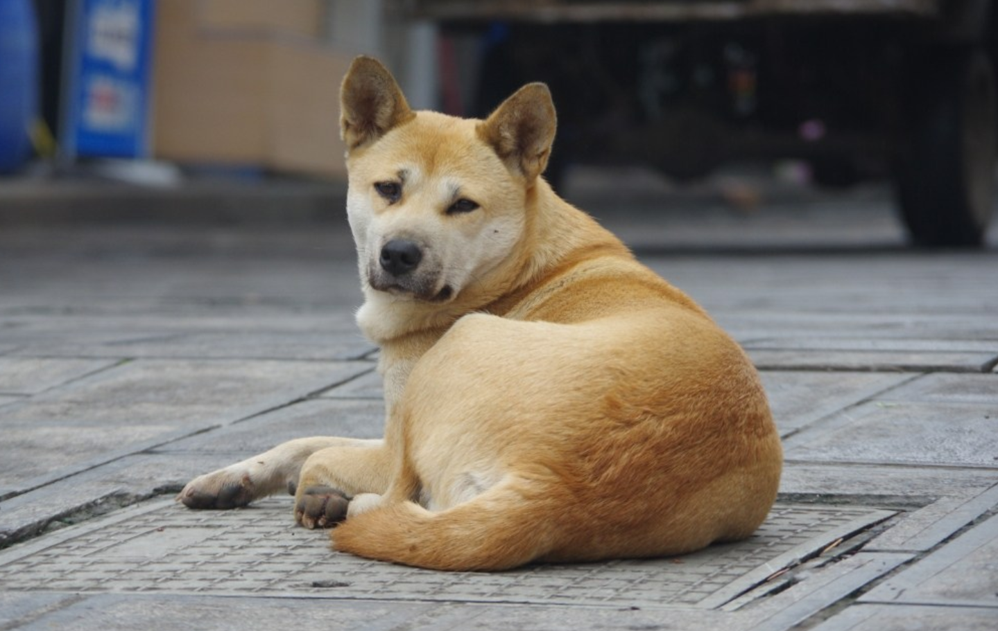 原創
            盤點中國本土的五種知名狗狗，最後一種真的沒有人不認識它！ 未分類 第5張