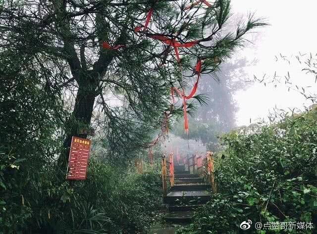 春节去圣灯山登山祈福 赏红豆杉群享受趣味登山_重庆