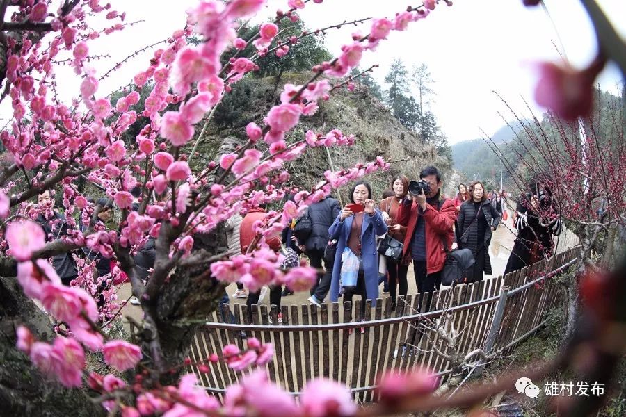 梅俏徽杭又一春——卖花渔村第八届梅花节启事