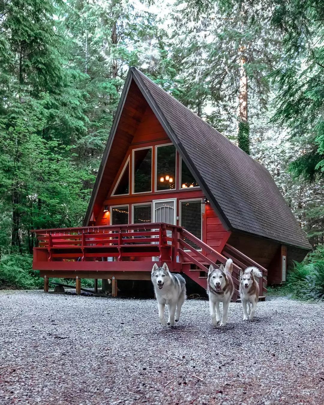 夫妻俩带着三只哈士奇住进了林中木屋，这样的生活超让人羡慕！