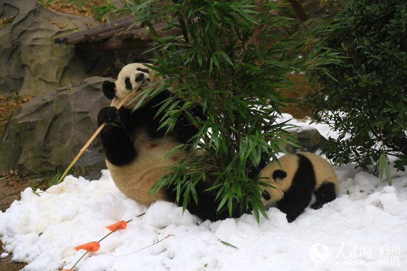 大熊猫"艾莉"和儿子"艾米"享受冬雪的快乐.朱虹 摄