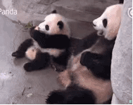 搞笑gif動態圖：這真的是親媽嗎 大熊貓寶寶食物被媽媽搶走 搞笑 第1張