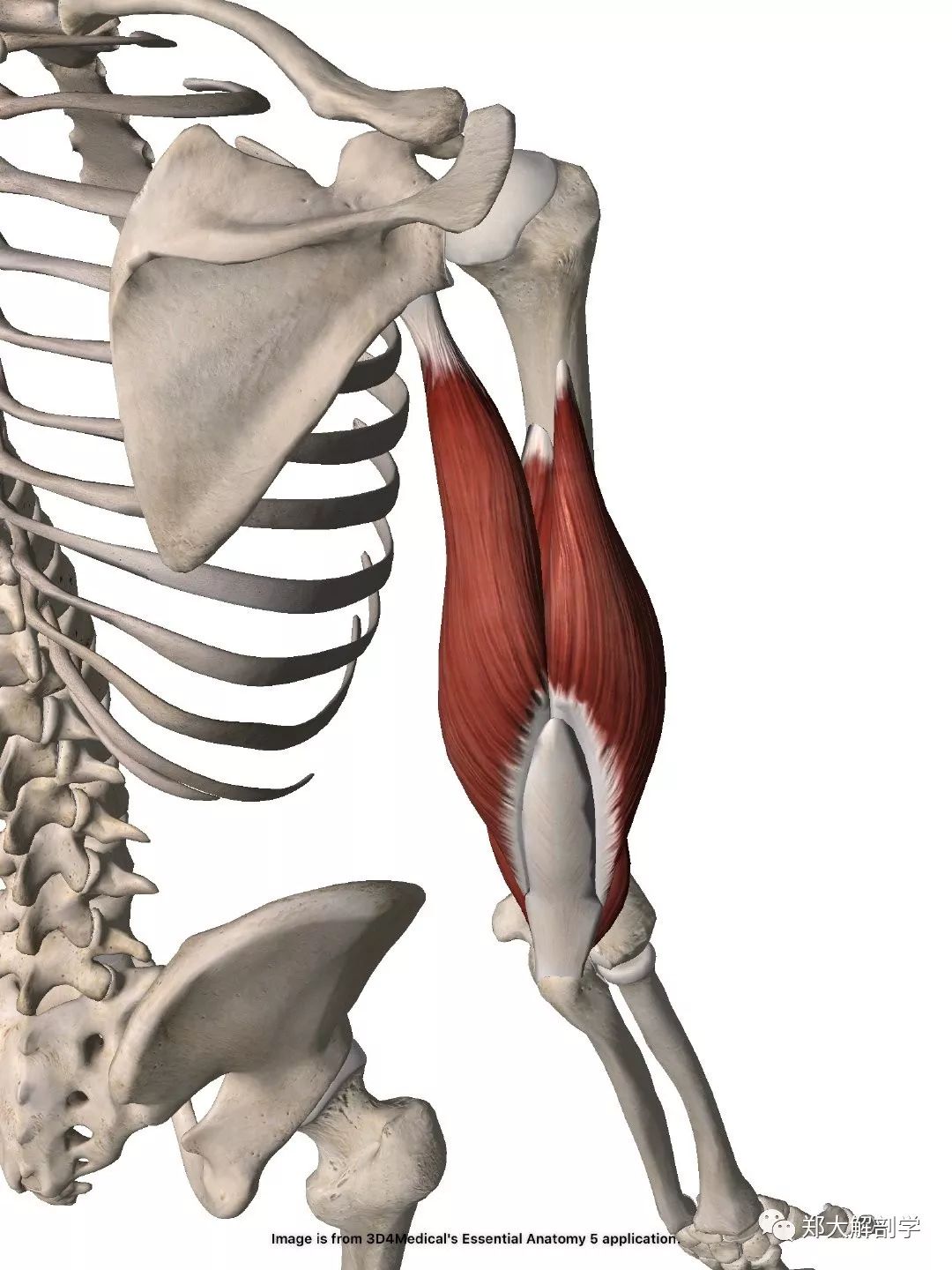 肱三头肌的功能解剖