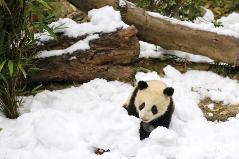 大熊猫"艾米"享受冬雪的快乐.(朱虹 摄)