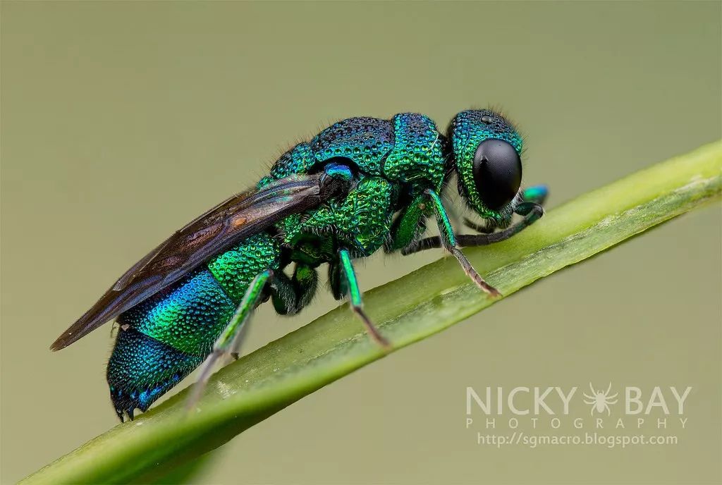 cuckoo wasp(chrysididae)青蜂,又可称为杜鹃蜂或红尾蜂,通常为绿色