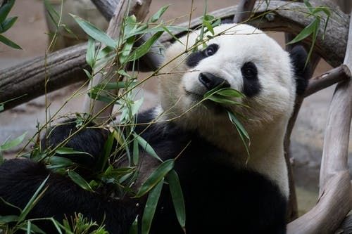 研究發現：古老的熊貓物種不只是以竹子為食 未分類 第1張