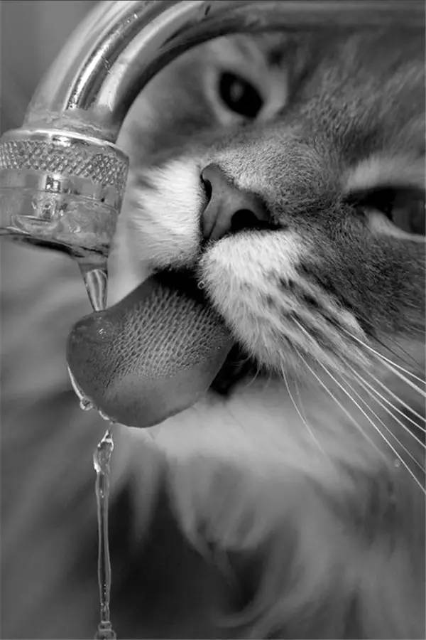 貓咪為了喝口水，費盡心機！ 未分類 第18張