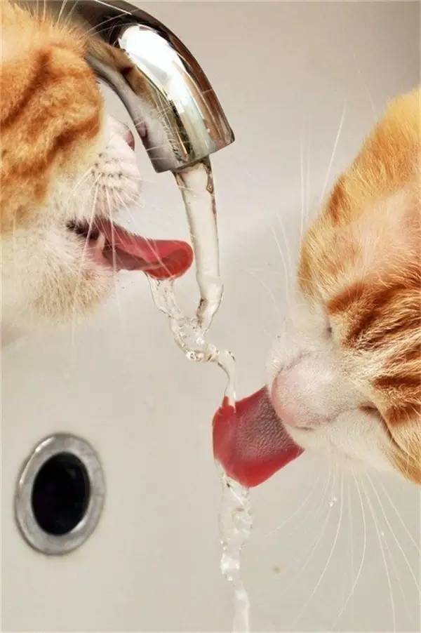 貓咪為了喝口水，費盡心機！ 未分類 第8張