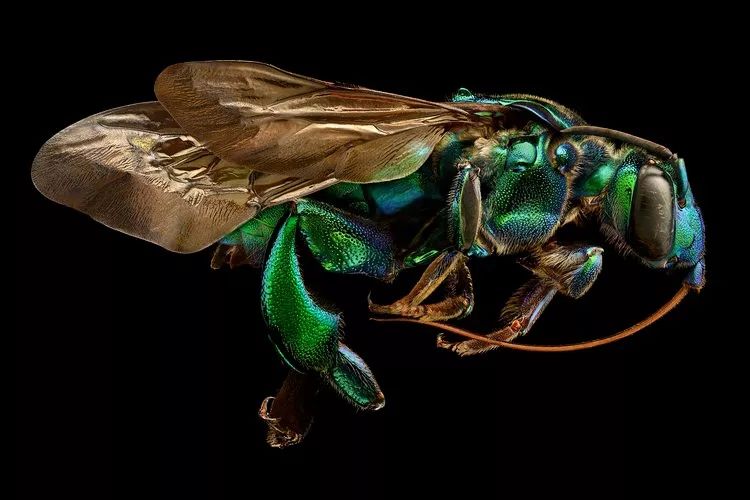 于是,他决定拍摄一组昆虫的微摄影作品(microsculpture),可以将昆虫
