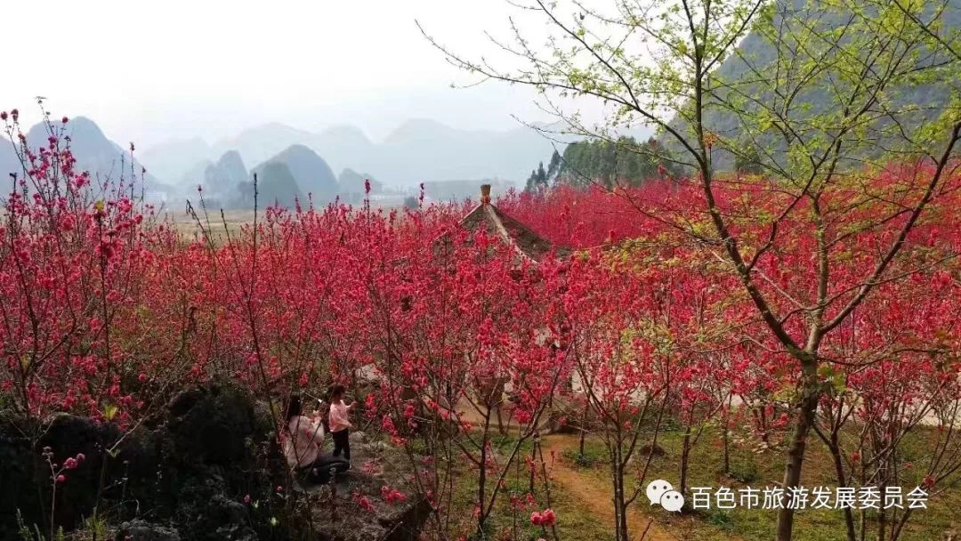 靖西古龙山,桃花谷,胡志明洞三大景区门票限时抢!