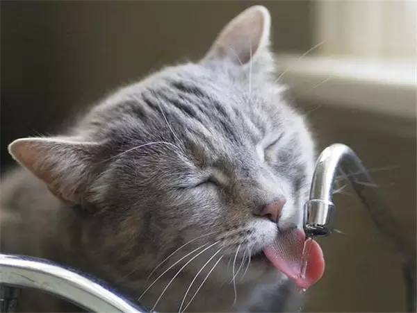 貓咪為了喝口水，費盡心機！ 未分類 第20張