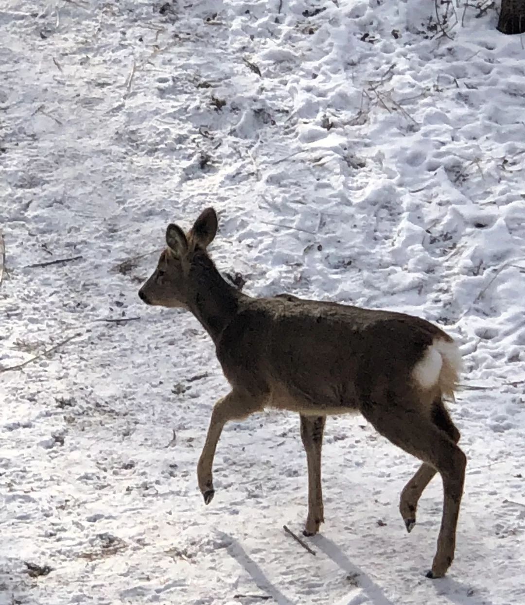 偶遇一只傻狍子△任性的雪地撒野,泼水成冰,回忆起儿时白雪皑皑的