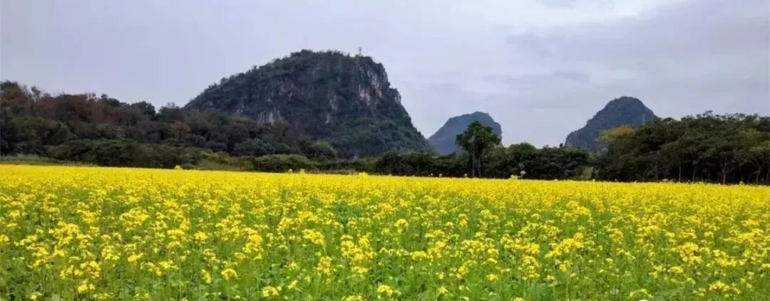 129元英德徐家庄赏杜鹃花海,到千亩油菜花海拍靓照,游