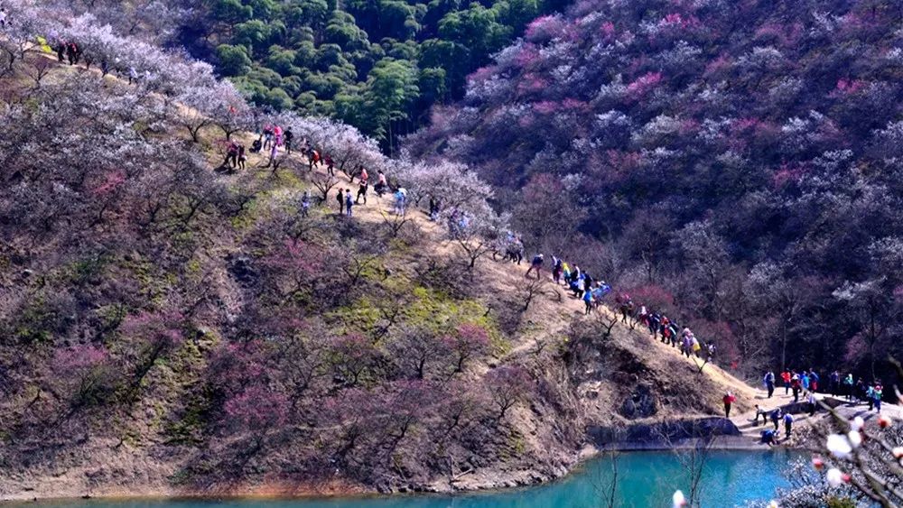 2019年第一波赏花季我们精选了江浙沪9片梅林再过半个月就美爆了十里