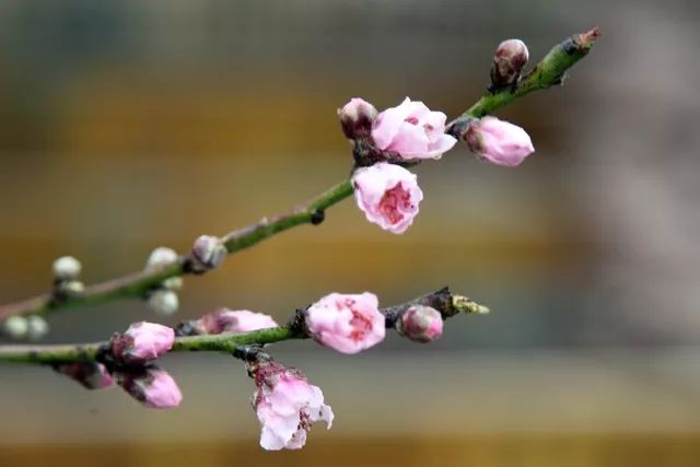 一株桃树已开出数枝桃花 十余朵浅粉色的桃花 或半开未开,或含苞待放