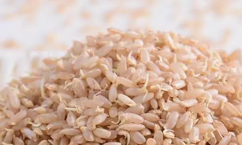 发芽的糙米:营养翻倍